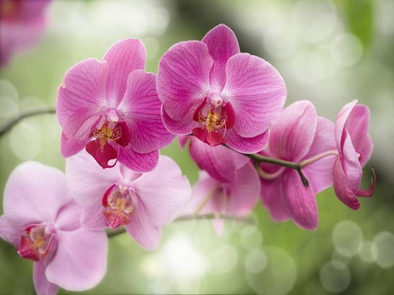 Charmante tropische orchidee