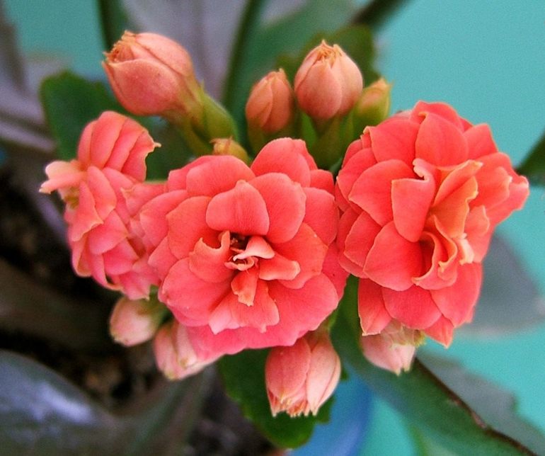 Ongebruikelijke Kalanchoë van Blossfeld