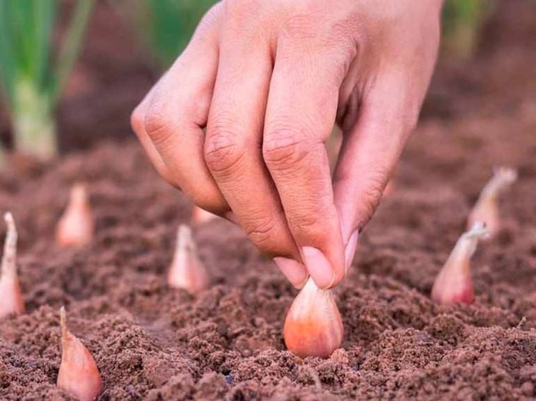 Knoflook planten in de herfst in de Donbass