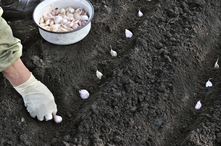 Hoe de grond te bereiden voor het planten van knoflook