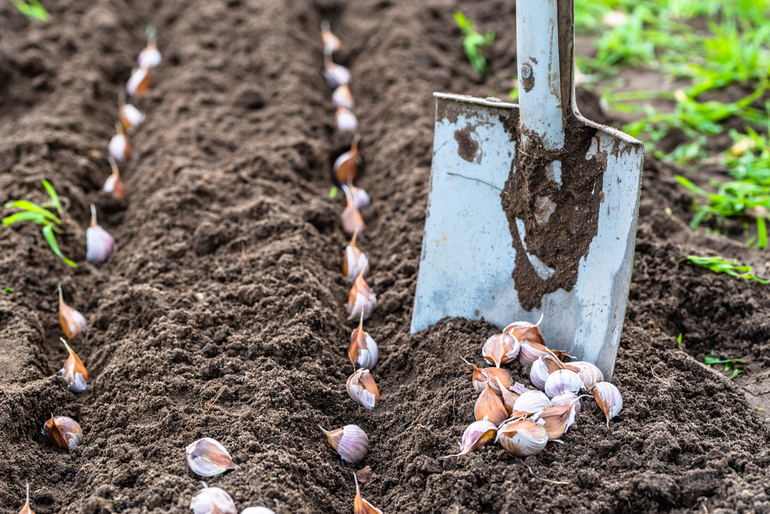 De regels voor het planten van knoflook