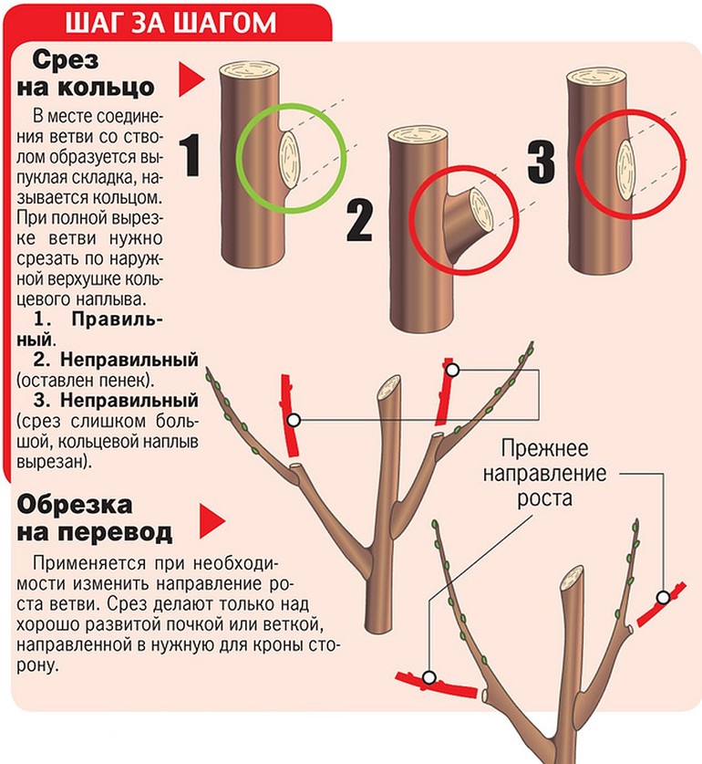 Ang pangunahing layunin ng pruning pruning