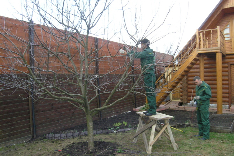 Ang layunin ng plum pruning