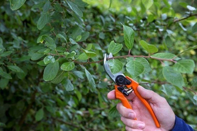 Tips for nybegynnere om beskjæring