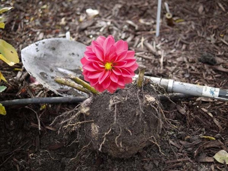 Hoe dahlia's thuis in de winter op te slaan