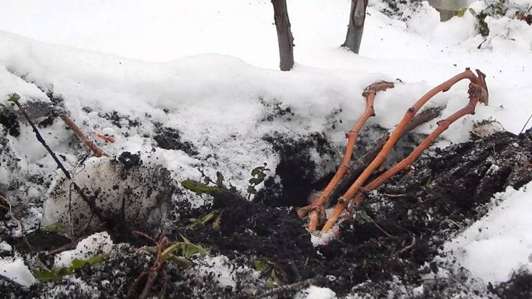 Manieren om druiven effectief te beschermen voor de winter in Siberië