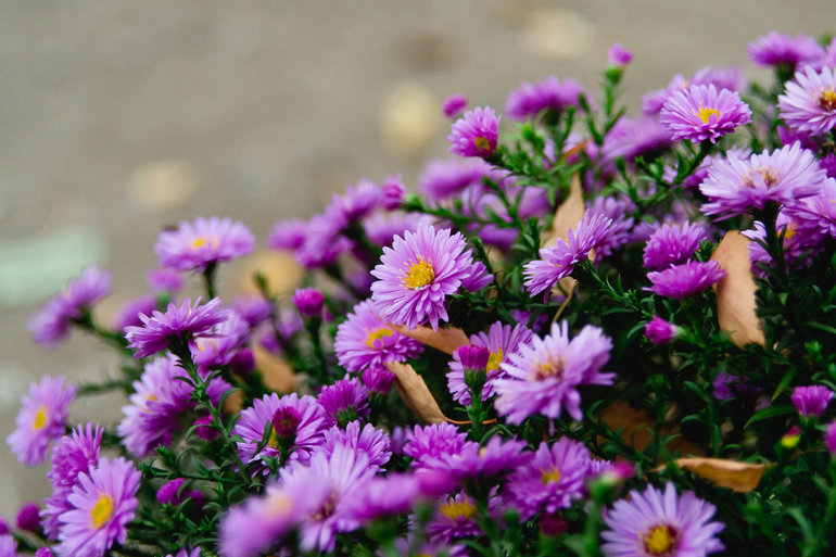 September blomster planting og stell