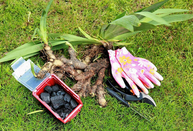 Wanneer irissen transplanteren in de herfst