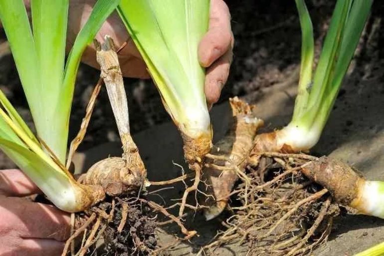 Is het mogelijk om irissen in de herfst te transplanteren