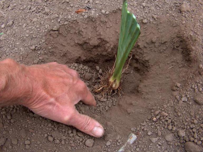 Wanneer irissen planten in de lente of herfst