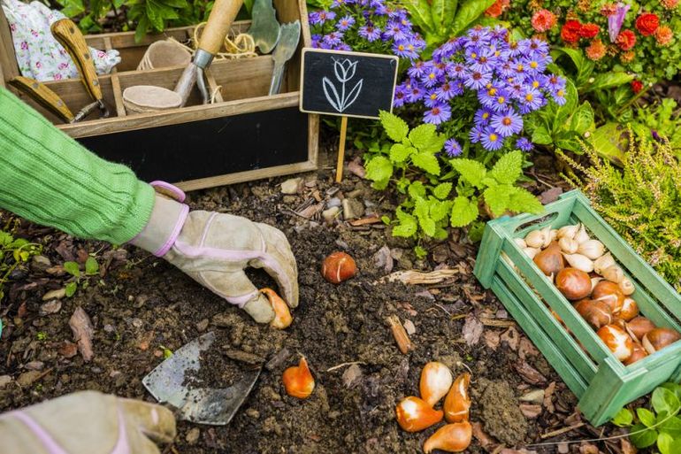 September blomster planting og stell