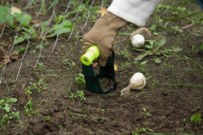 Planting, formering og omsorg for september