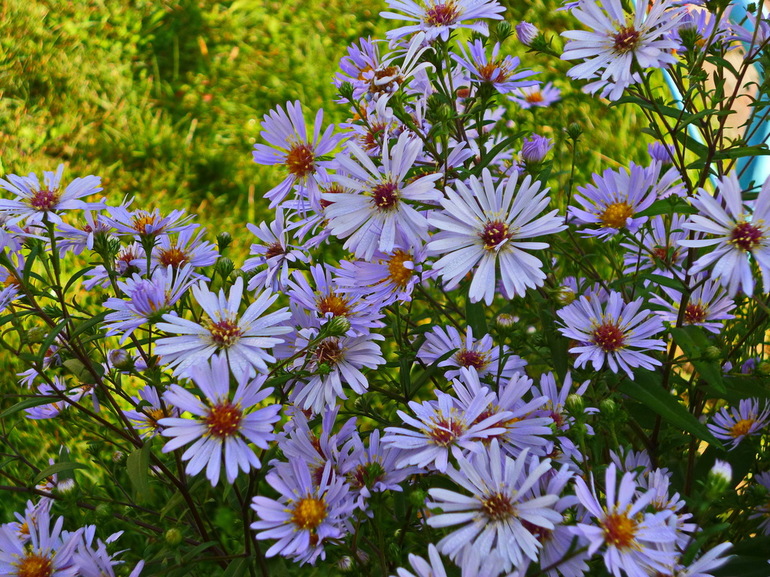 Hvordan blomstrer septemberinki