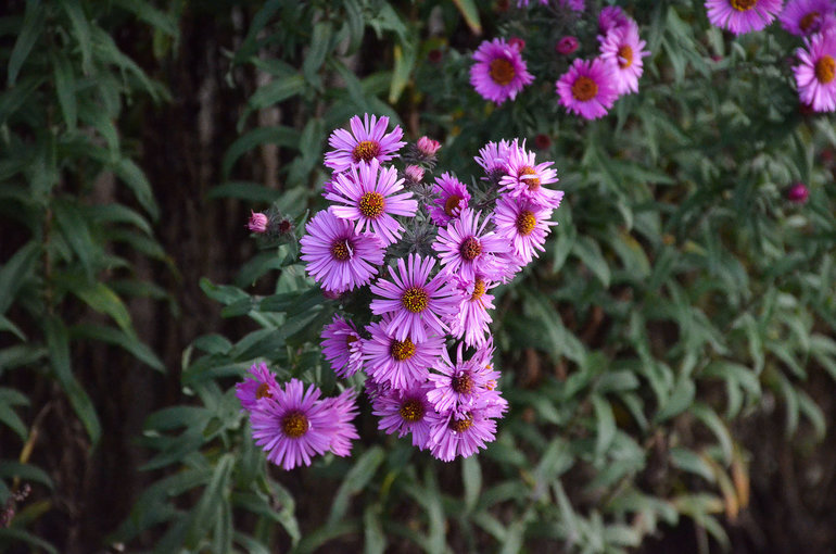 Gebruik september kleuren