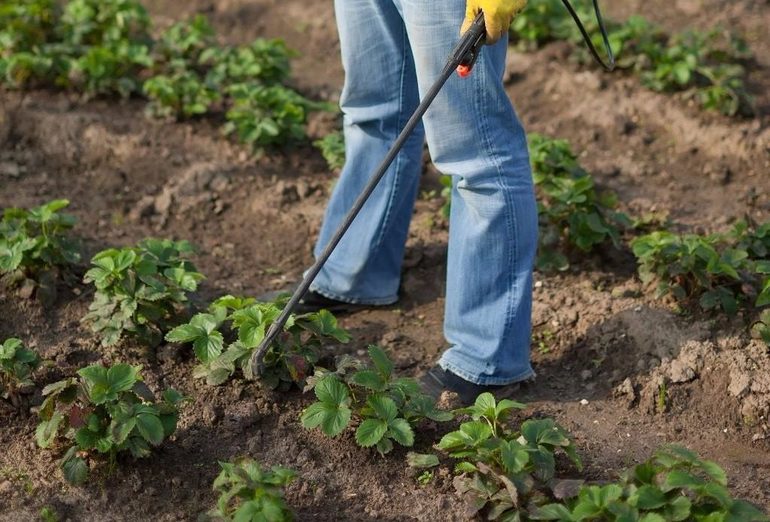 Hoe aardbeien te planten