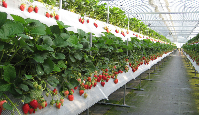 Moderne technologieën voor het telen van aardbeien