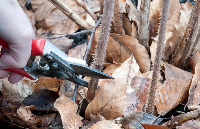 Autumn pruning raspberry