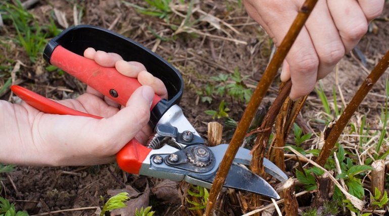 Pruning ng prutas ng prutas ng prutas para sa mga nagsisimula