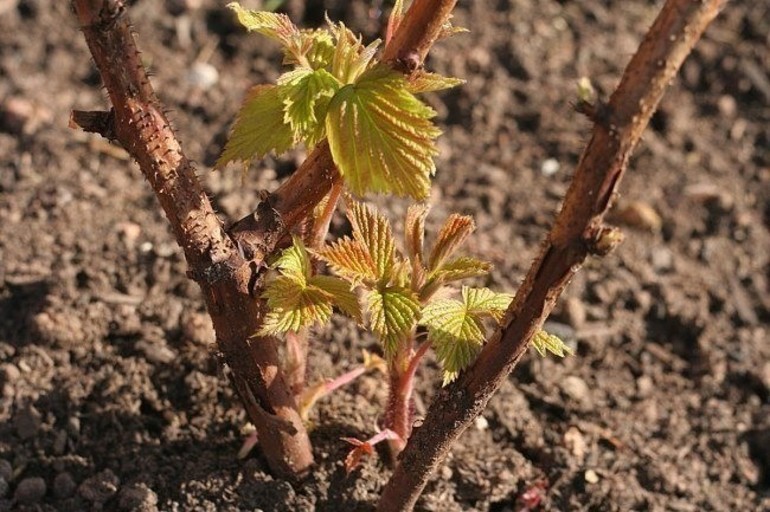 Pruning raspberry para sa taglamig