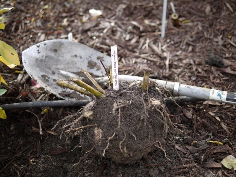 Å plante og ta vare på dahliaer