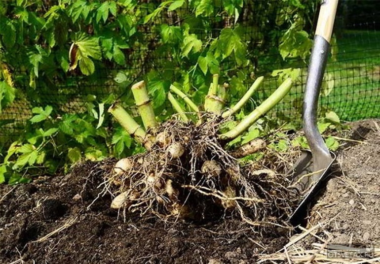 Dahlia Rhizomes