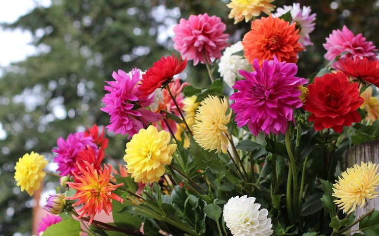 Beskrivelse av fargene Dahlias