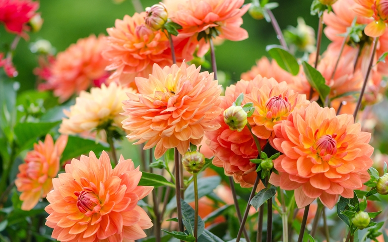 Bloeiende dahlia