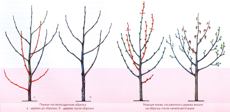 Autumn matamis na cherry pruning para sa mga nagsisimula