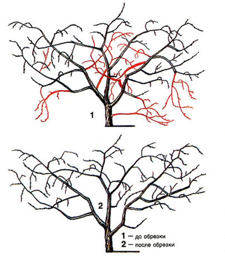 Ang pattern ng taglagas na matamis na cherry pruning