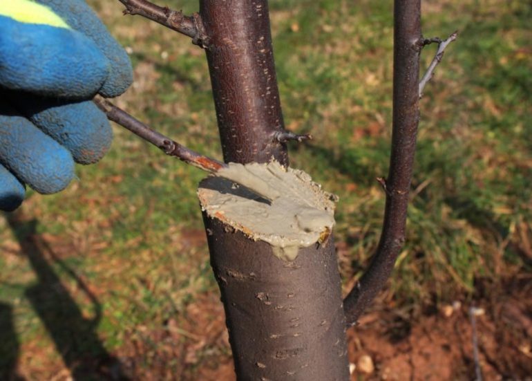 Pruning ng cherry