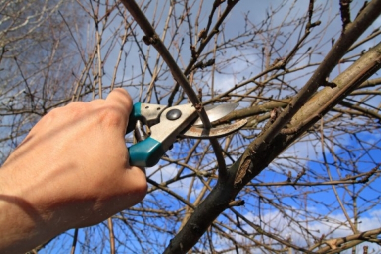 Ang pruning ng Cherry sa taglagas