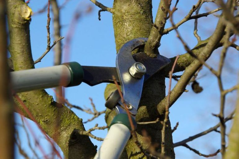 Zorg ha jonge kersenboom