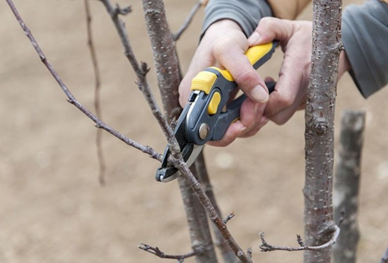 Cherry Cutting Tools