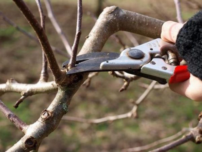 Wanneer bijsnijden - in de herfst of lente