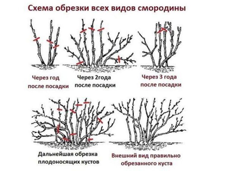 Ang pangangailangan para sa mga pruning currant