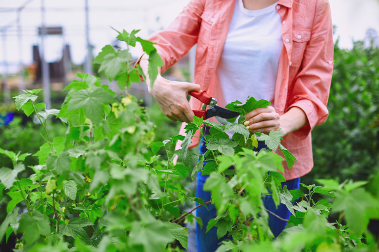 Ang pangkalahatang pamamaraan ng pruning currant