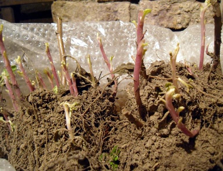 Chrysanthemum omsorg høst forberedelse for vinteren