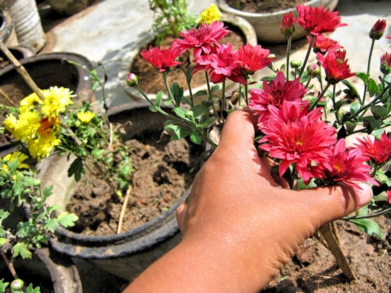 Hoe chrysanten thuis te houden