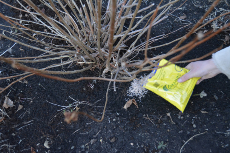 Pruning ng chrysanthemum