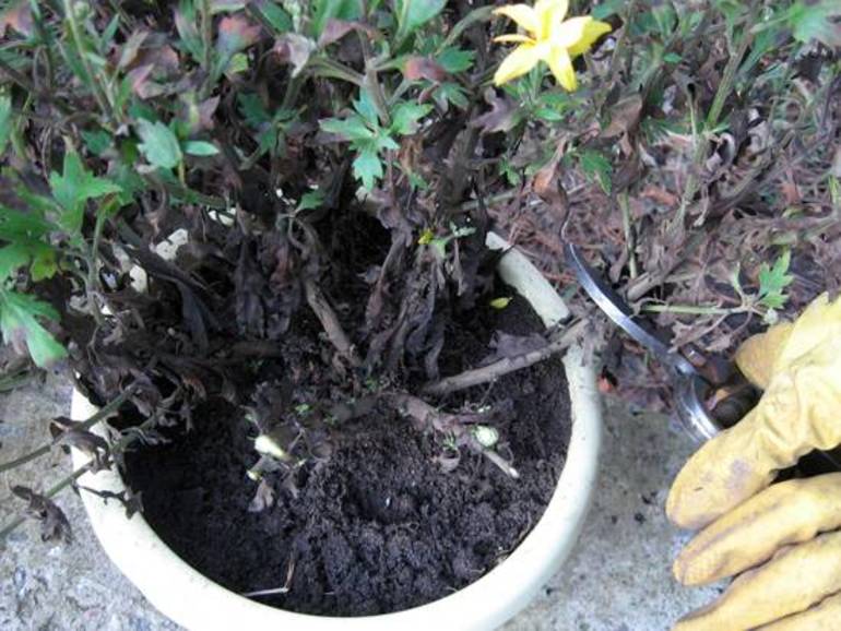 Paano mag-aalaga ng mga chrysanthemums sa bahay