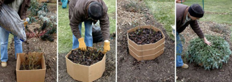 Hoe zorg je voor rozen in de herfst