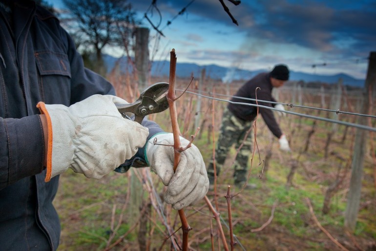 Methoden voor het verwerken van druiven in de herfst