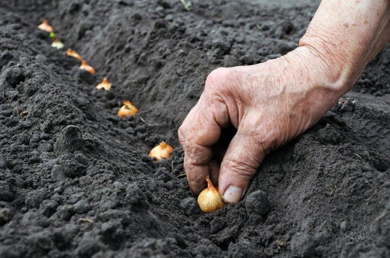 Uien planten in de winter