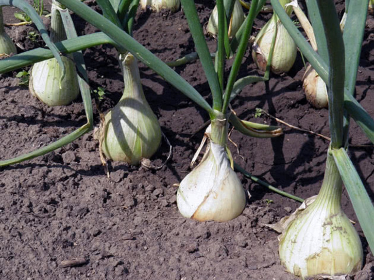 Uien planten in verschillende regio's