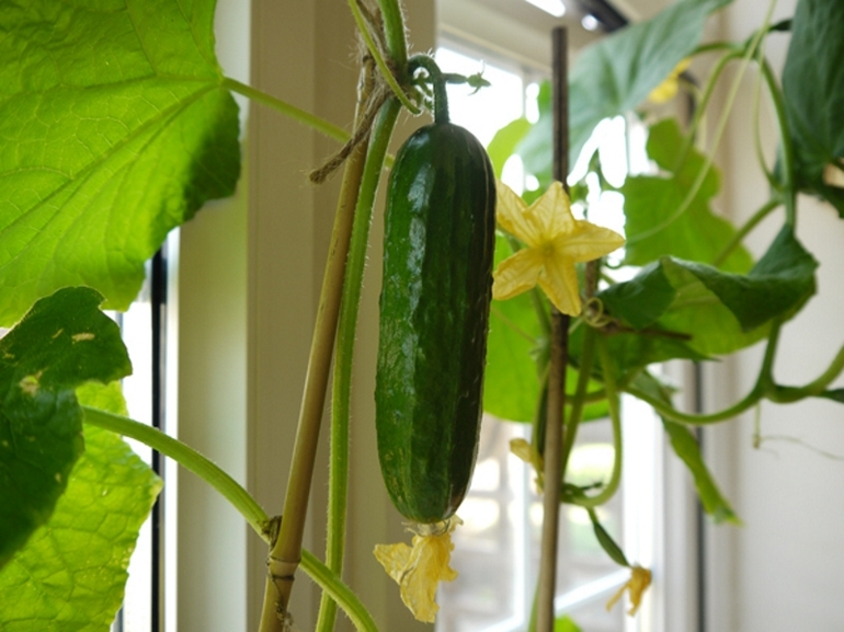 Lumalagong mga pipino sa taglamig sa bahay