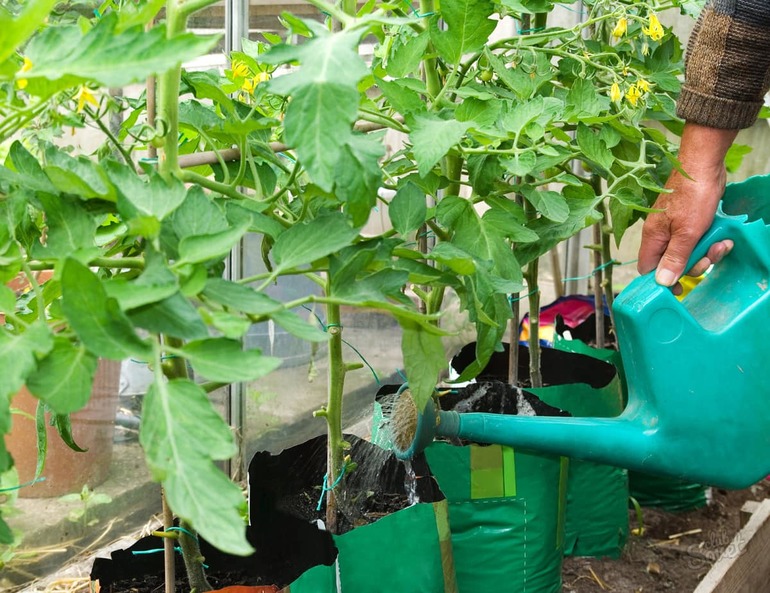 Nangungunang dressing ng mga seedlings ng pipino