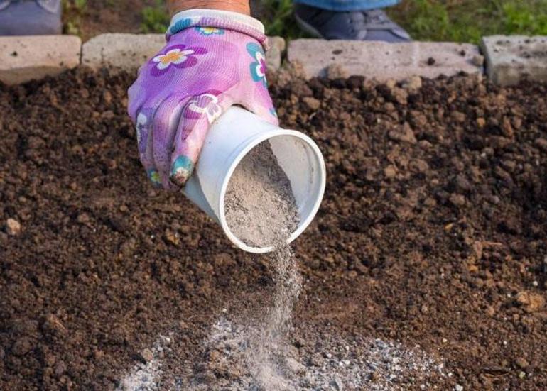 Eenvoudige ui planten in de herfst