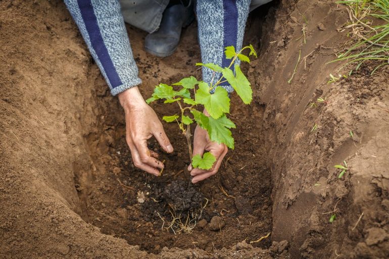 Druiven planten in de herfst