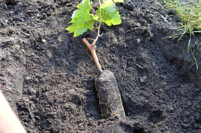 Herfst aanplant van druiven met zaailingen