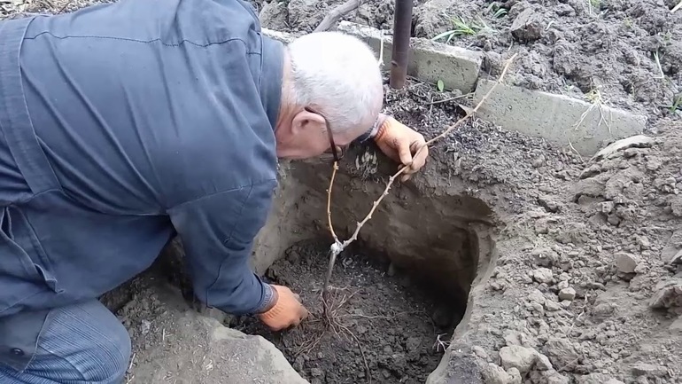 Basiskenmerken van het planten van druiven